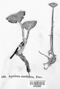 Gymnopus confluens image